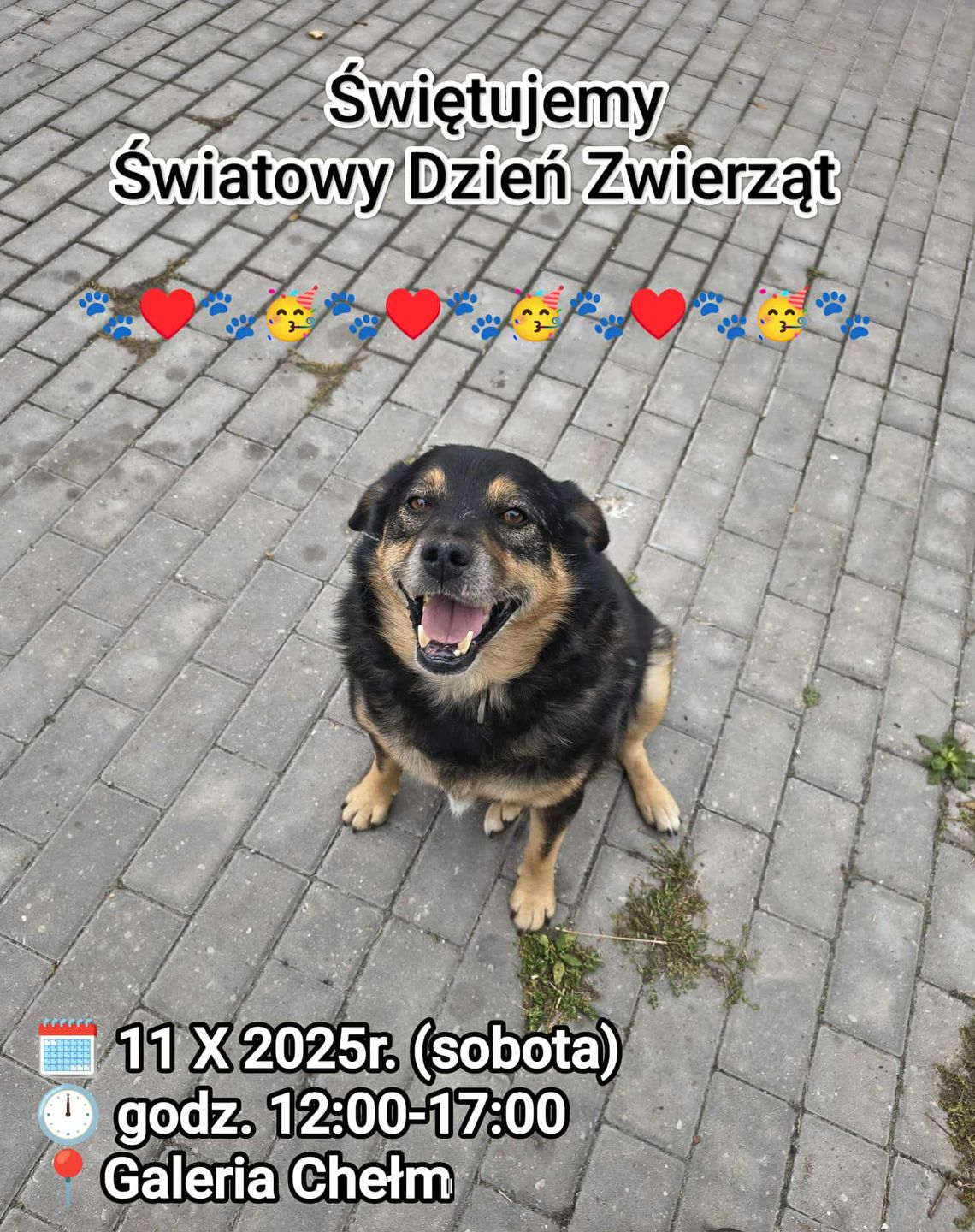 Wielkie świętowanie dnia zwierząt w Chełmie