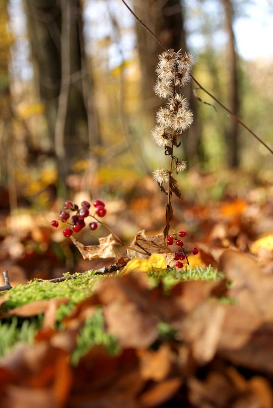 Siennica Różana. Fotografie w kolorze jesieni nagrodzone