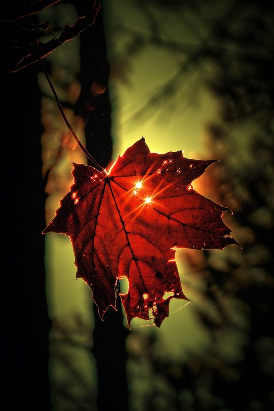 Siennica Różana. Fotografie w kolorze jesieni nagrodzone