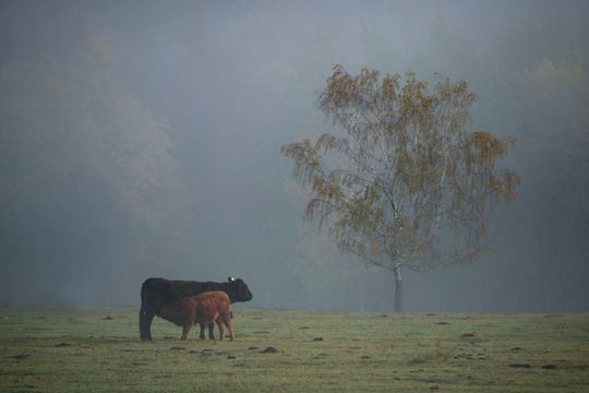 Siennica Różana. Fotografie w kolorze jesieni nagrodzone