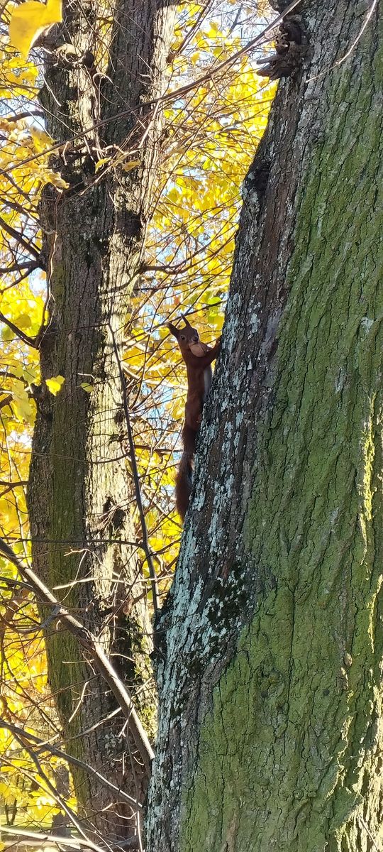 Siennica Różana. Fotografie w kolorze jesieni nagrodzone