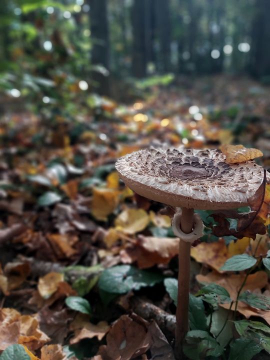 Siennica Różana. Fotografie w kolorze jesieni nagrodzone