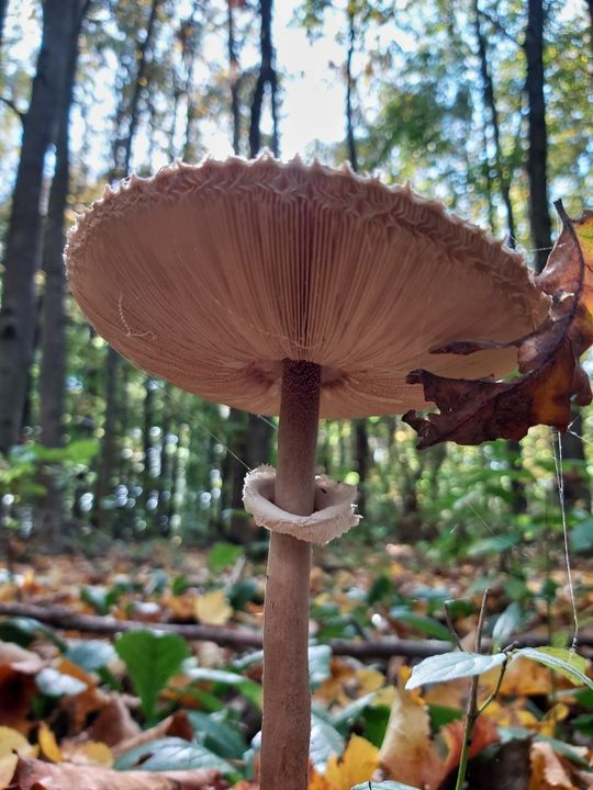 Siennica Różana. Fotografie w kolorze jesieni nagrodzone