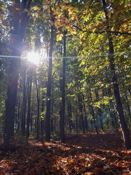 Siennica Różana. Fotografie w kolorze jesieni nagrodzone