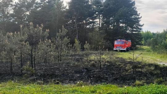 Pow. chełmski. Pożar lasu w Chojeńcu