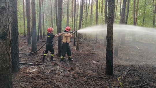 Płonął las w Orchówku! Z żywiołem walczyło 6 zastępów
