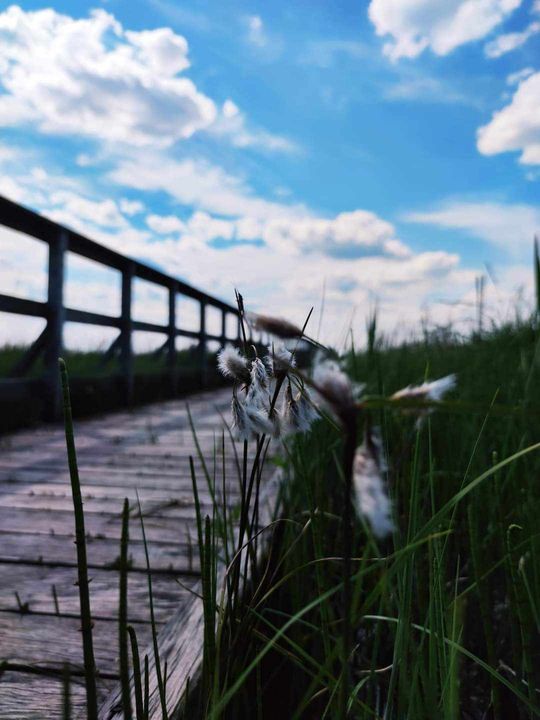 Poleski Park Narodowy- Ścieżka Czahary