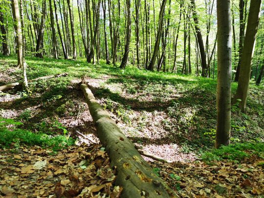 Skierbieszowski Park Krajobrazowy