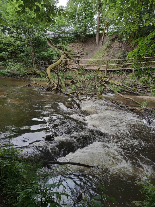 Szumy nad Tanwią