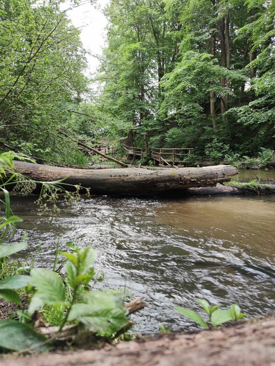 Szumy nad Tanwią