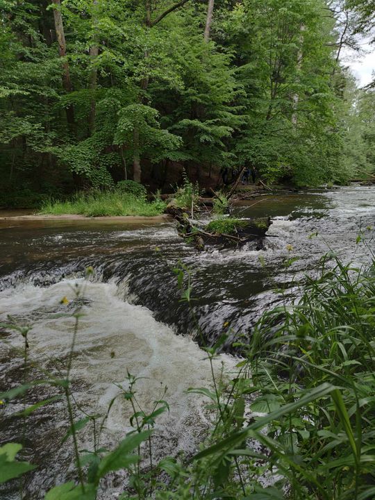 Szumy nad Tanwią