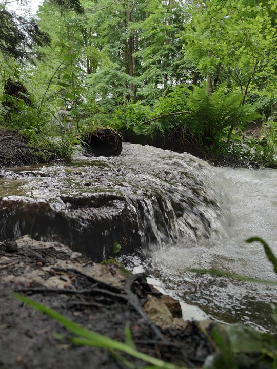 Szumy nad Tanwią