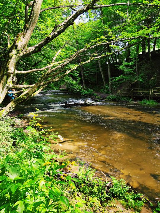 Szumy nad Tanwią