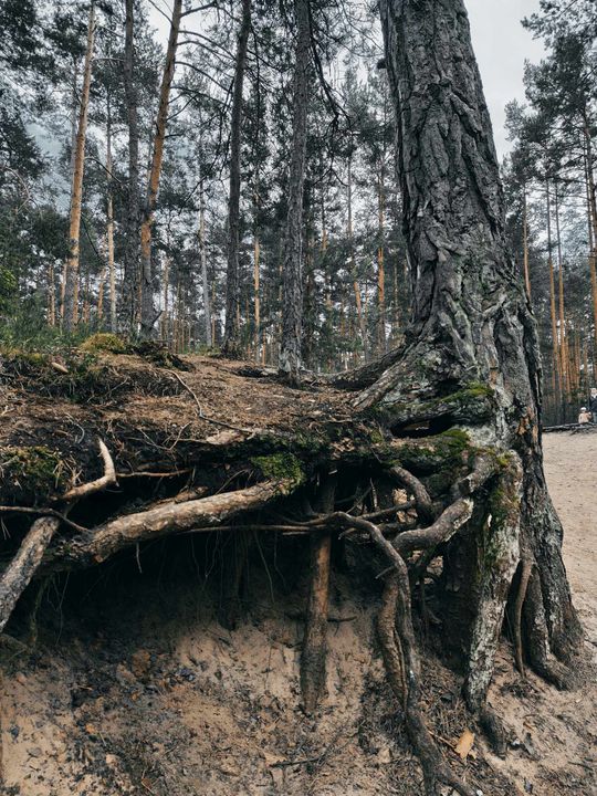 Szumy nad Tanwią