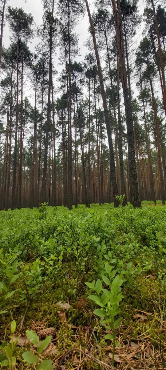 Szumy nad Tanwią