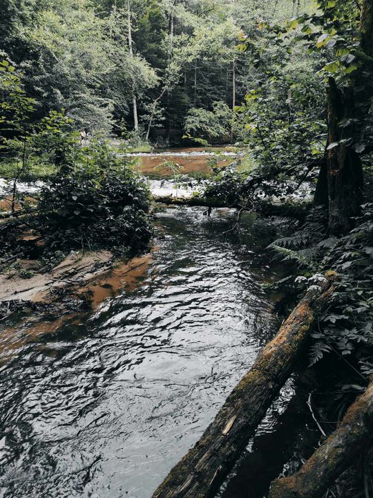 Szumy nad Tanwią