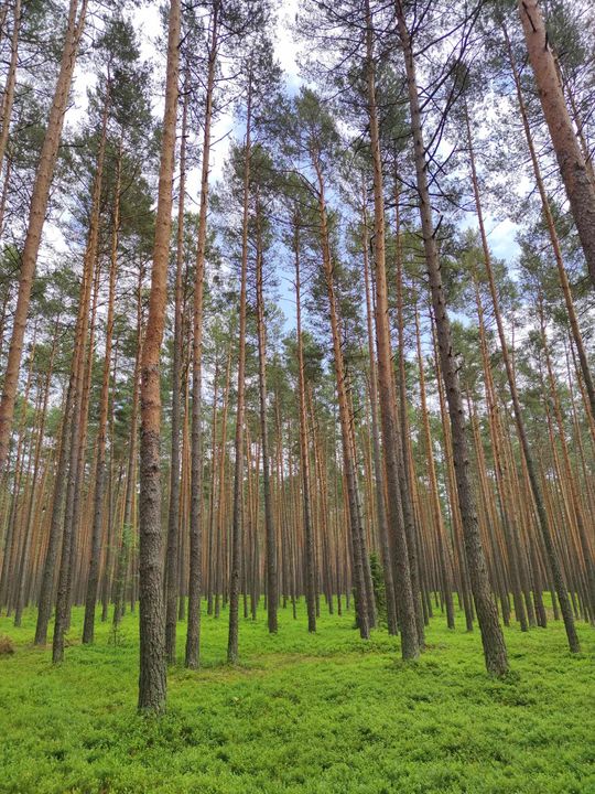 Szumy nad Tanwią