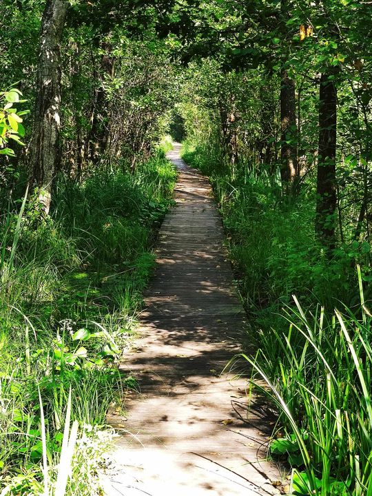 Poleski Park Narodowy- Ścieżka Dąb Dominik