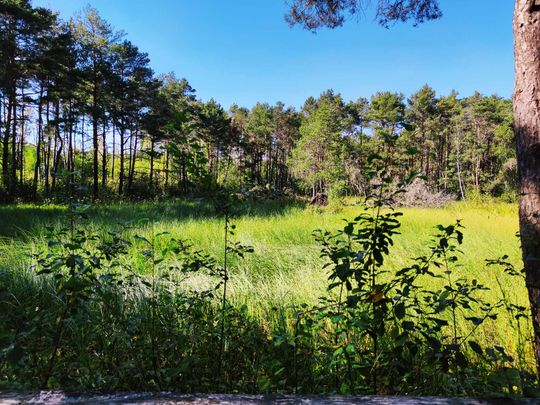 Poleski Park Narodowy- Ścieżka Dąb Dominik