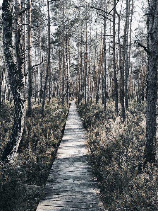 Poleski Park Narodowy- Ścieżka Dąb Dominik