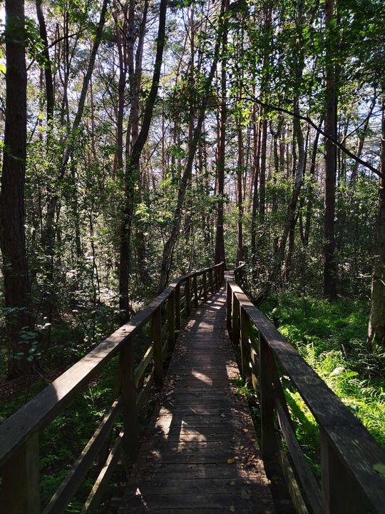 Poleski Park Narodowy- Ścieżka Dąb Dominik