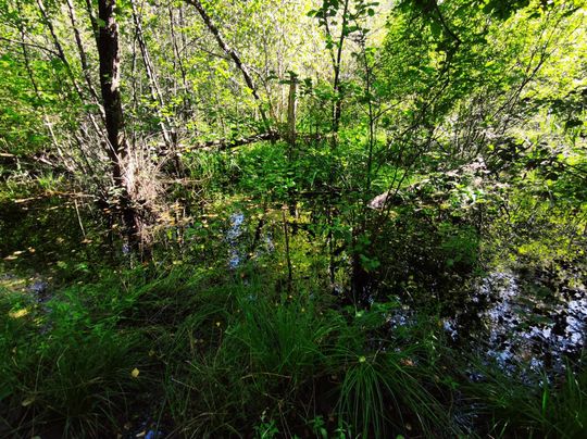 Poleski Park Narodowy- Ścieżka Dąb Dominik