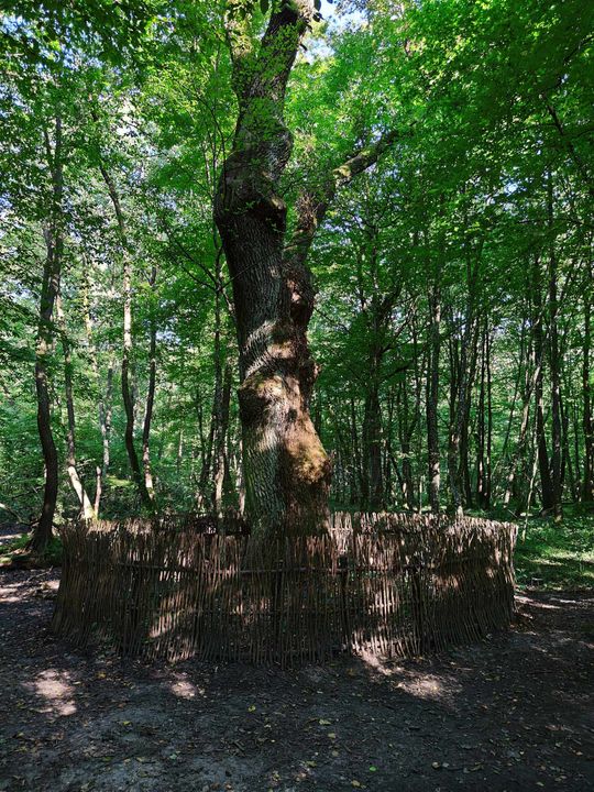 Poleski Park Narodowy- Ścieżka Dąb Dominik