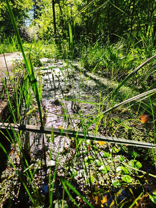 Poleski Park Narodowy- Ścieżka Dąb Dominik