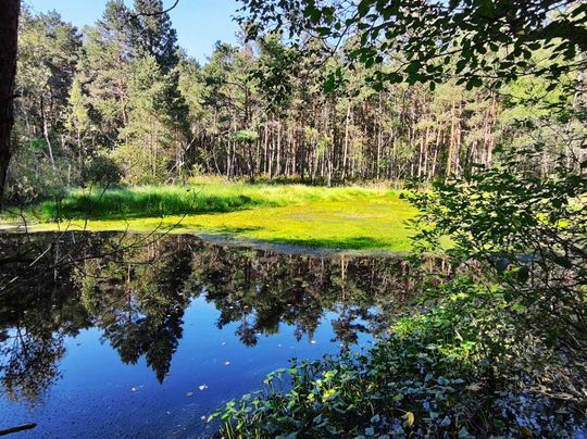 Poleski Park Narodowy- Ścieżka Dąb Dominik