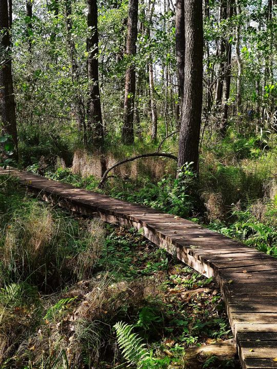 Poleski Park Narodowy- Ścieżka Spławy