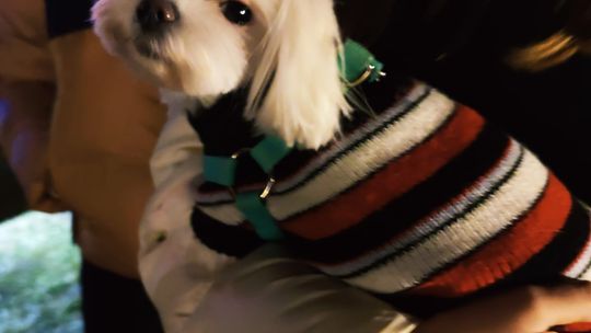 Gm. Siedliszcze. Jarmark świąteczny w Kuliku wieczorową porą... [GALERIA ZDJĘĆ]