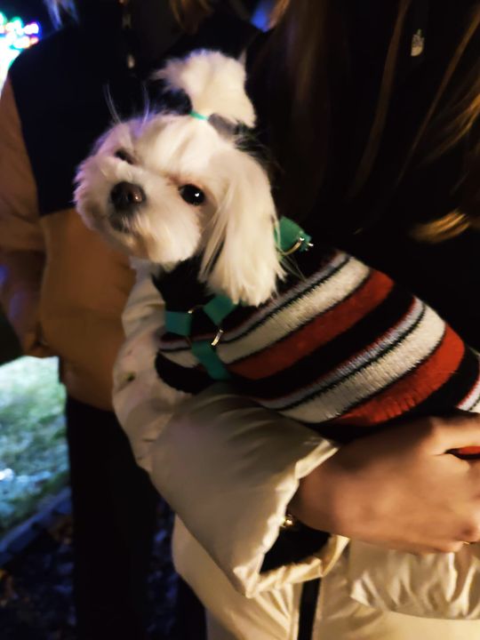 Gm. Siedliszcze. Jarmark świąteczny w Kuliku wieczorową porą... [GALERIA ZDJĘĆ]