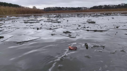 Kolejne udane morsowanie. Krasnostawskie Karpie pływały w Zalewie Tuligłowy [GALERIA ZDJĘĆ]