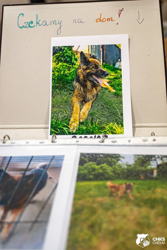 CHKS Chełm vs STS Olimpiia Sulęcin [GALERIA ZDJĘĆ]