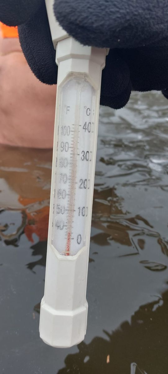 Klub Morsów - Krasnostawskie Karpie podczas świątecznej kąpieli [GALERIA ZDJĘĆ]