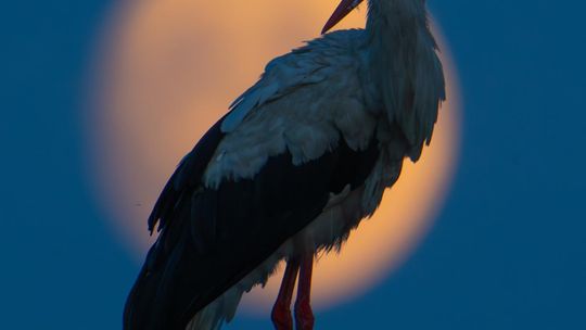 Magiczne fotografie Mateusza Matysa