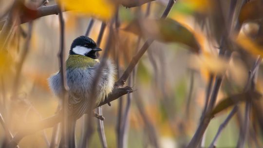 Magiczne fotografie Mateusza Matysa