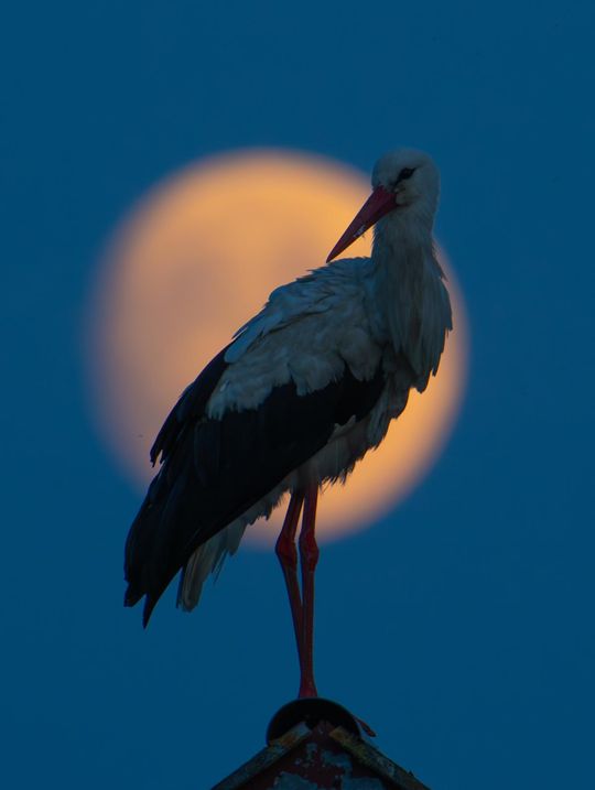 Magiczne fotografie Mateusza Matysa