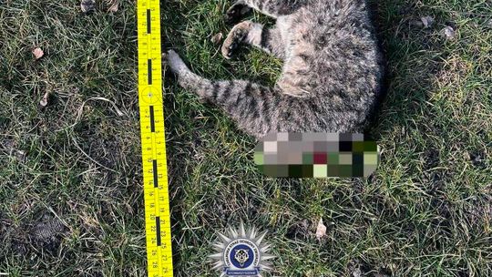 Pow. chełmski. 42-latek uśmiercił swojego kota siekierą. Odciął mu głowę, łapkę i ogonek... [GALERIA ZDJĘĆ]