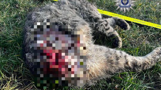 Pow. chełmski. 42-latek uśmiercił swojego kota siekierą. Odciął mu głowę, łapkę i ogonek... [GALERIA ZDJĘĆ]