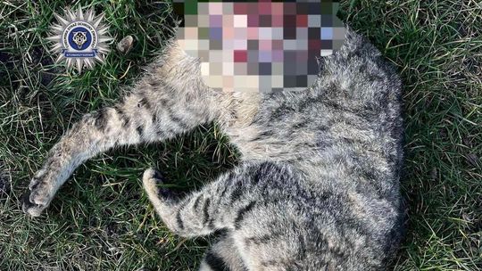 Pow. chełmski. 42-latek uśmiercił swojego kota siekierą. Odciął mu głowę, łapkę i ogonek... [GALERIA ZDJĘĆ]