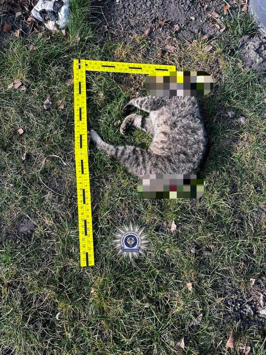 Pow. chełmski. 42-latek uśmiercił swojego kota siekierą. Odciął mu głowę, łapkę i ogonek... [GALERIA ZDJĘĆ]