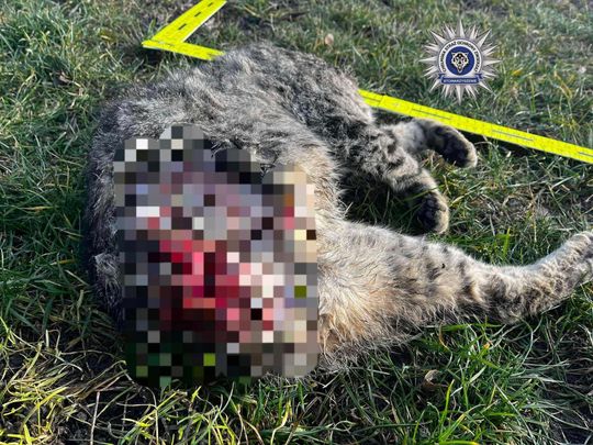 Pow. chełmski. 42-latek uśmiercił swojego kota siekierą. Odciął mu głowę, łapkę i ogonek... [GALERIA ZDJĘĆ]