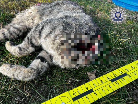 Pow. chełmski. 42-latek uśmiercił swojego kota siekierą. Odciął mu głowę, łapkę i ogonek... [GALERIA ZDJĘĆ]