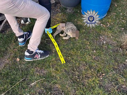 Pow. chełmski. 42-latek uśmiercił swojego kota siekierą. Odciął mu głowę, łapkę i ogonek... [GALERIA ZDJĘĆ]