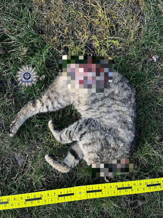 Pow. chełmski. 42-latek uśmiercił swojego kota siekierą. Odciął mu głowę, łapkę i ogonek... [GALERIA ZDJĘĆ]