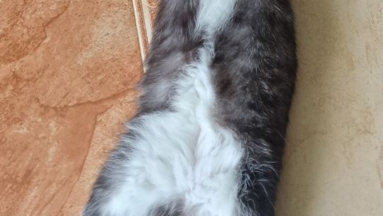 Piękne kociaki naszych Czytelników [GALERIA ZDJĘĆ]