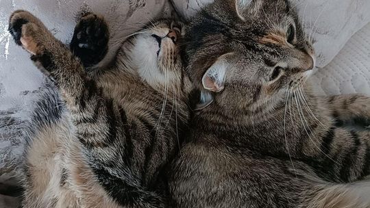 Piękne kociaki naszych Czytelników [GALERIA ZDJĘĆ]