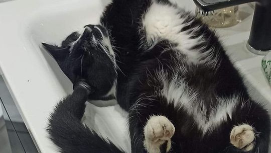 Piękne kociaki naszych Czytelników [GALERIA ZDJĘĆ]