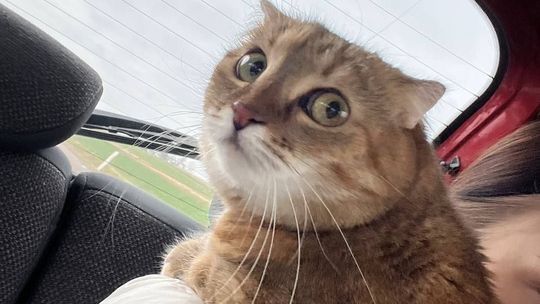 Piękne kociaki naszych Czytelników [GALERIA ZDJĘĆ]